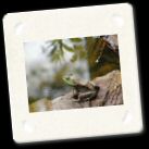 frog640.jpg